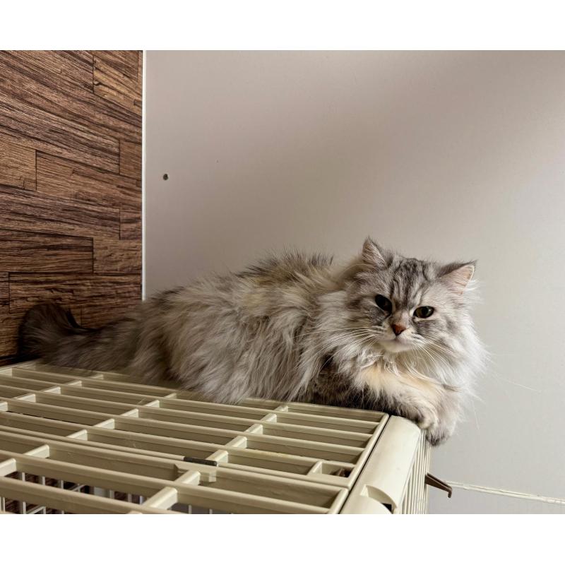 ココちゃん1枚目