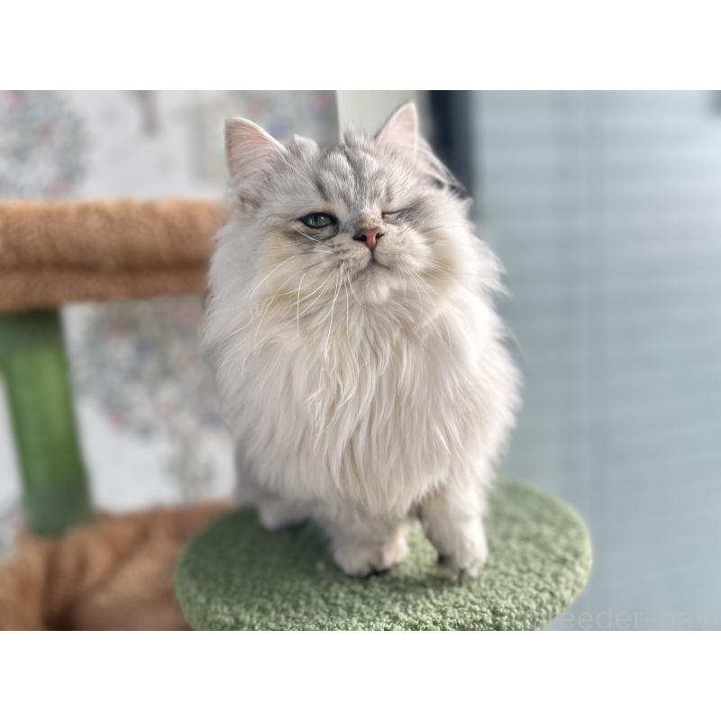 販売中の長野県のミヌエット-134286の2枚目