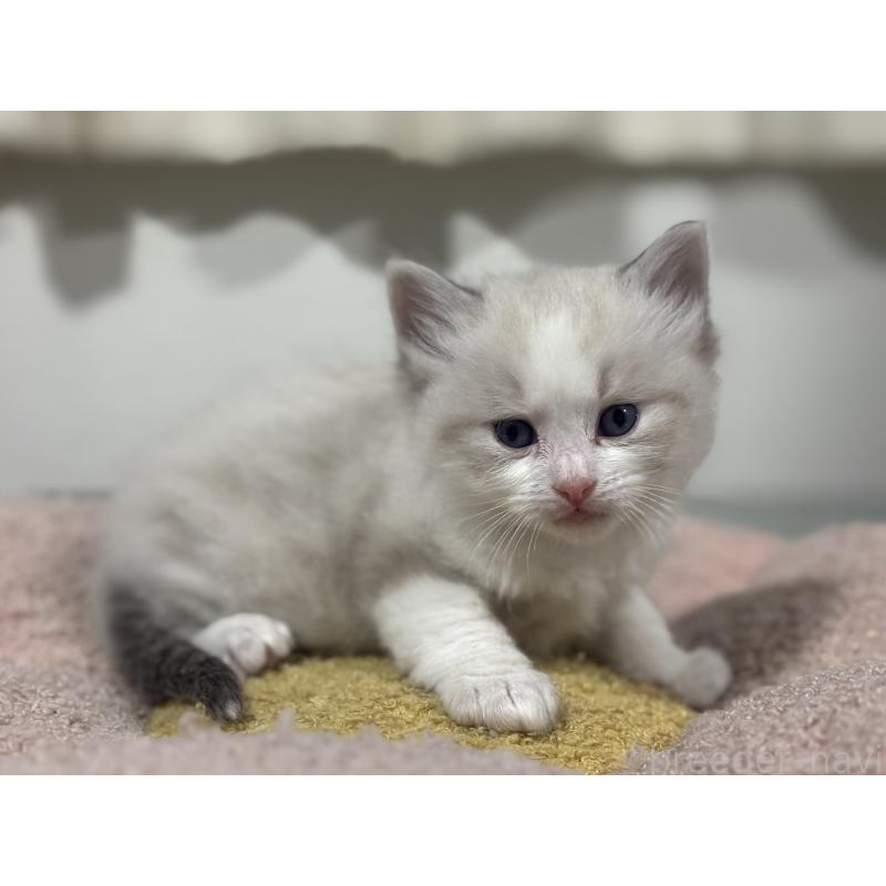 販売中の神奈川県のラグドール-136571の12枚目