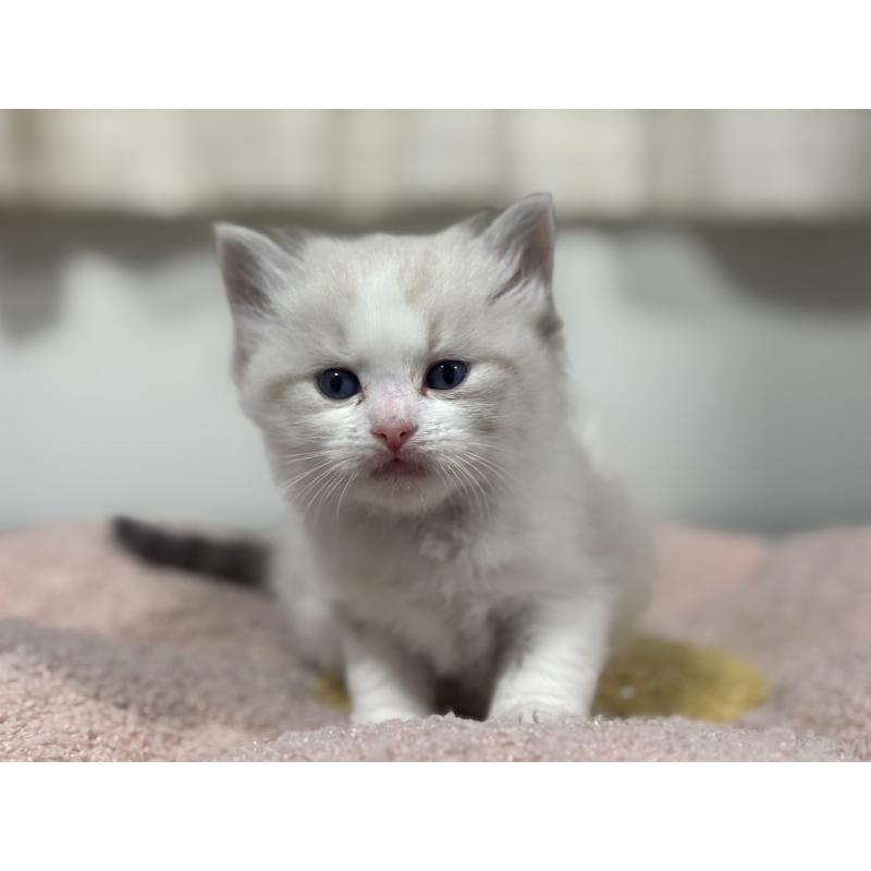 販売中の神奈川県のラグドール-136571の11枚目