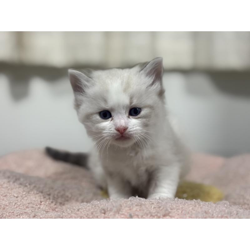 販売中の神奈川県のラグドール-136571の10枚目