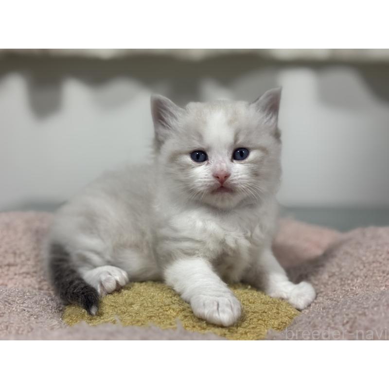 販売中の神奈川県のラグドール-136571の9枚目