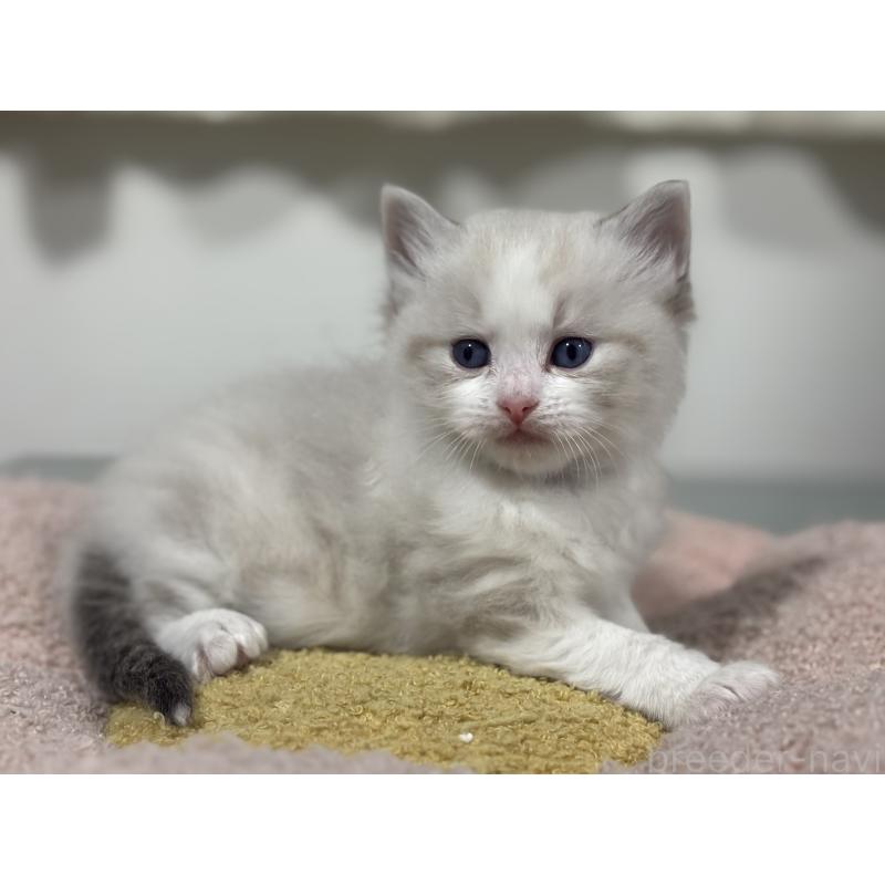 販売中の神奈川県のラグドール-136571の7枚目