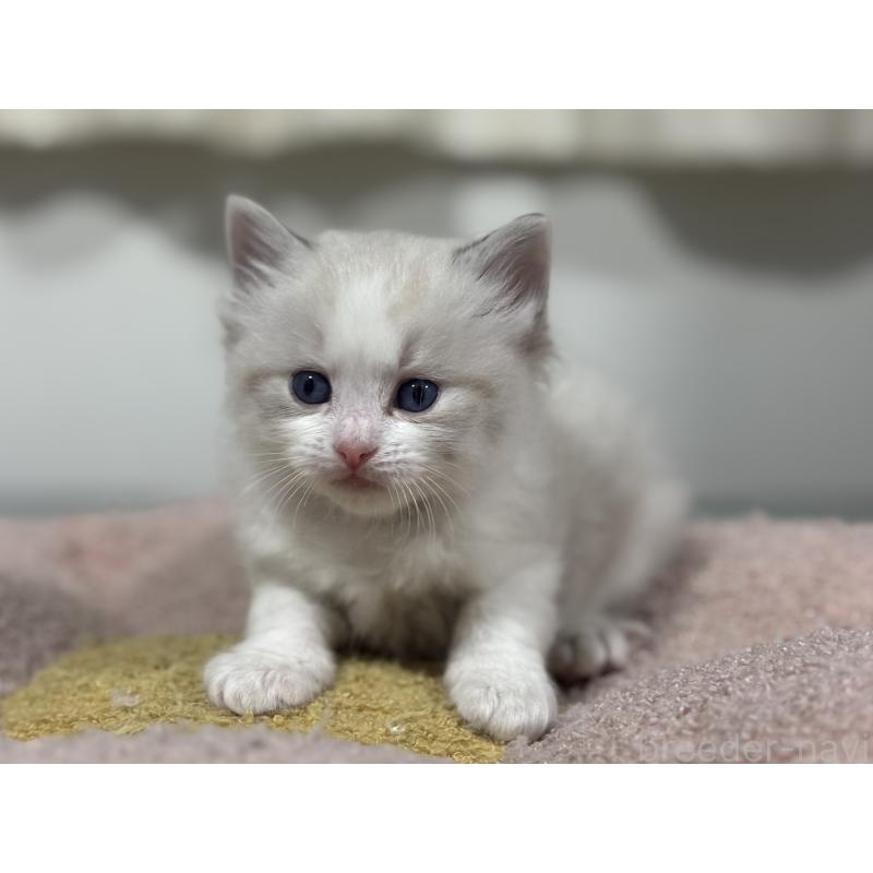 販売中の神奈川県のラグドール-136571の6枚目