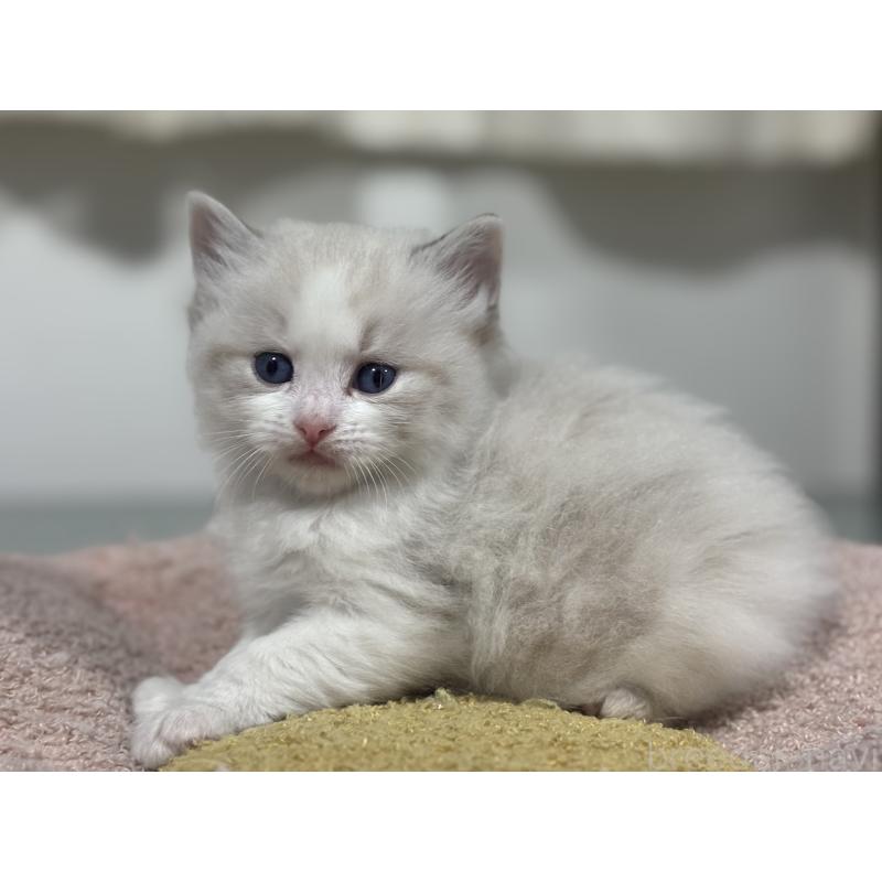 販売中の神奈川県のラグドール-136571の5枚目