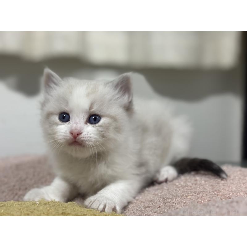 販売中の神奈川県のラグドール-136571の4枚目