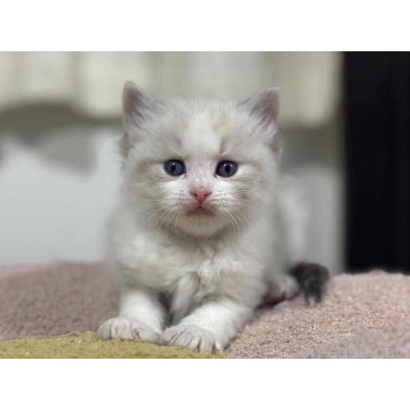 販売中の神奈川県のラグドール-136571の3枚目