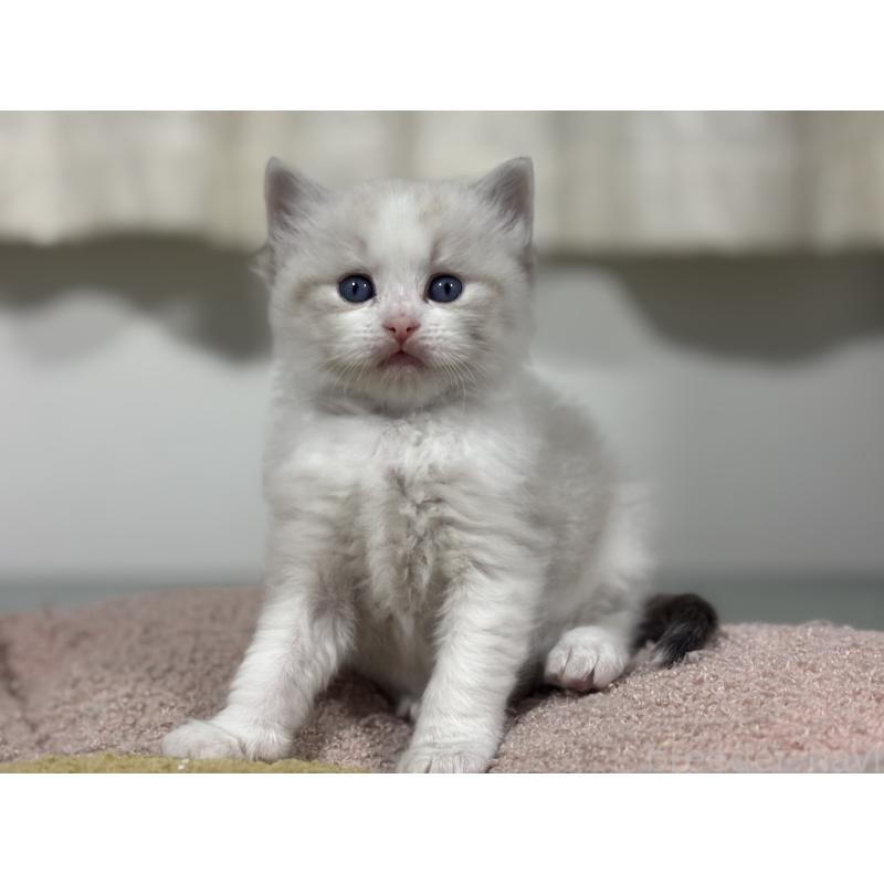 販売中の神奈川県のラグドール-136571の2枚目