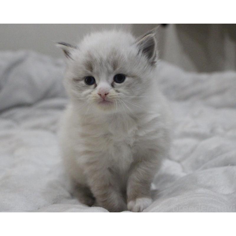 販売中の山梨県のラグドール-136574の5枚目