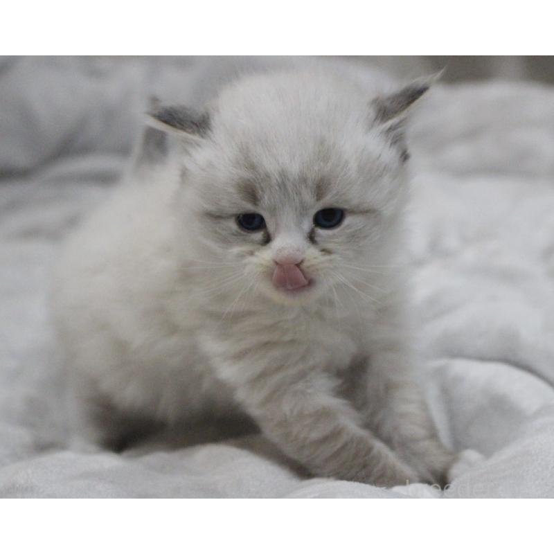 販売中の山梨県のラグドール-136574の4枚目