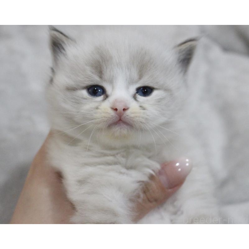 販売中の山梨県のラグドール-136574の3枚目