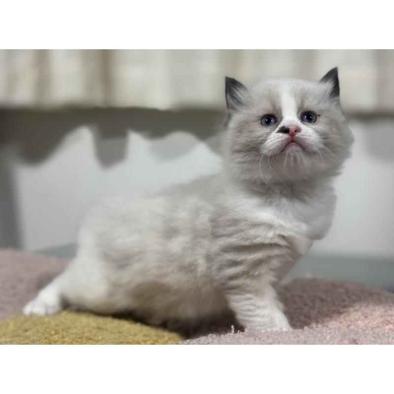 販売中の神奈川県のラグドール-136572の10枚目