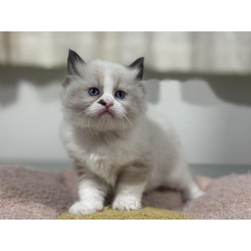 販売中の神奈川県のラグドール-136572の8枚目