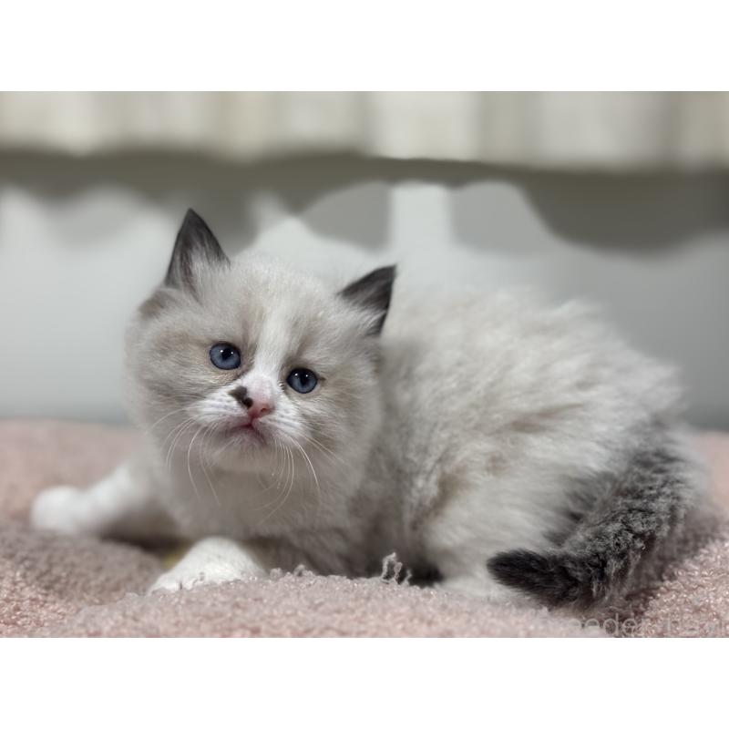 販売中の神奈川県のラグドール-136572の7枚目