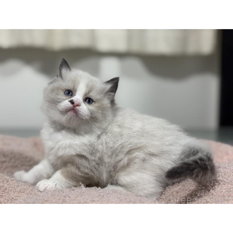 販売中の神奈川県のラグドール-136572の6枚目