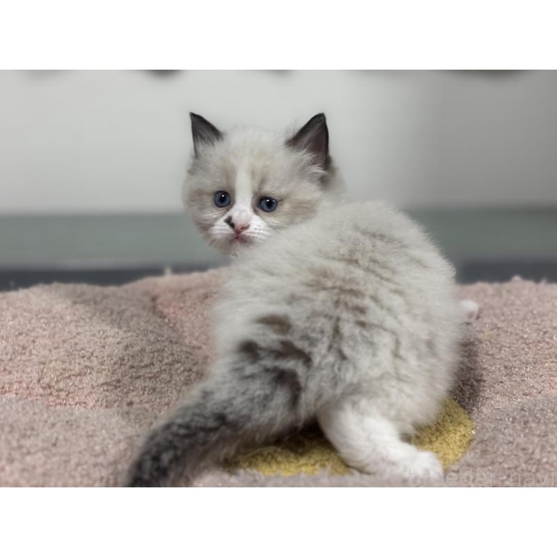 販売中の神奈川県のラグドール-136572の5枚目