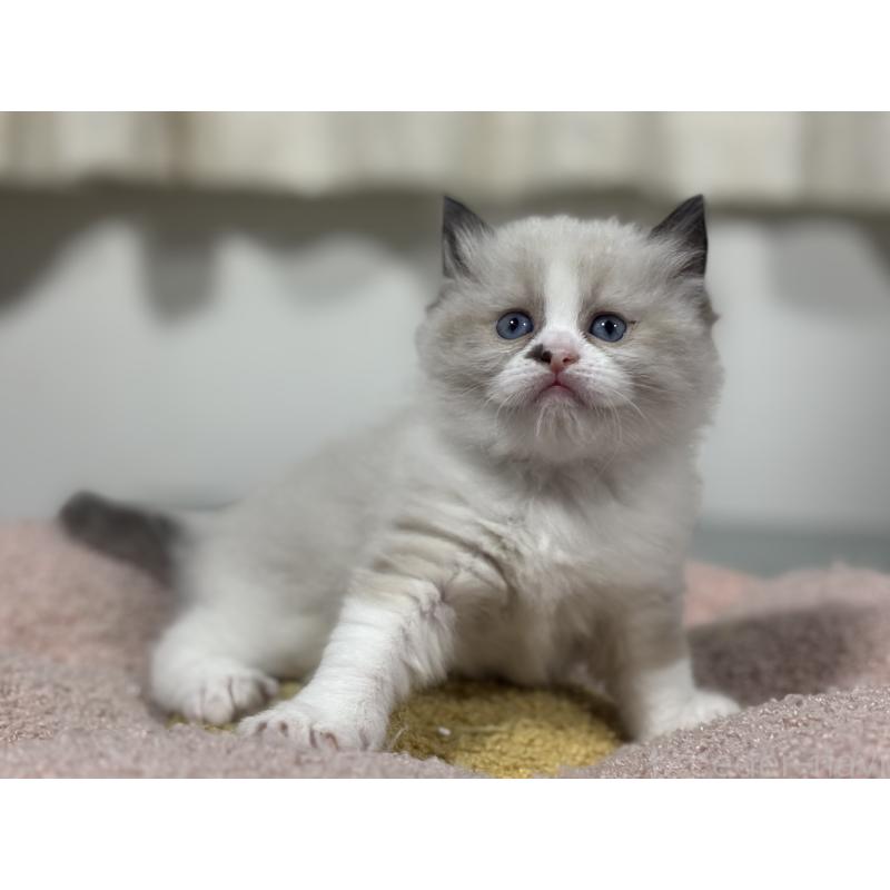 販売中の神奈川県のラグドール-136572の4枚目