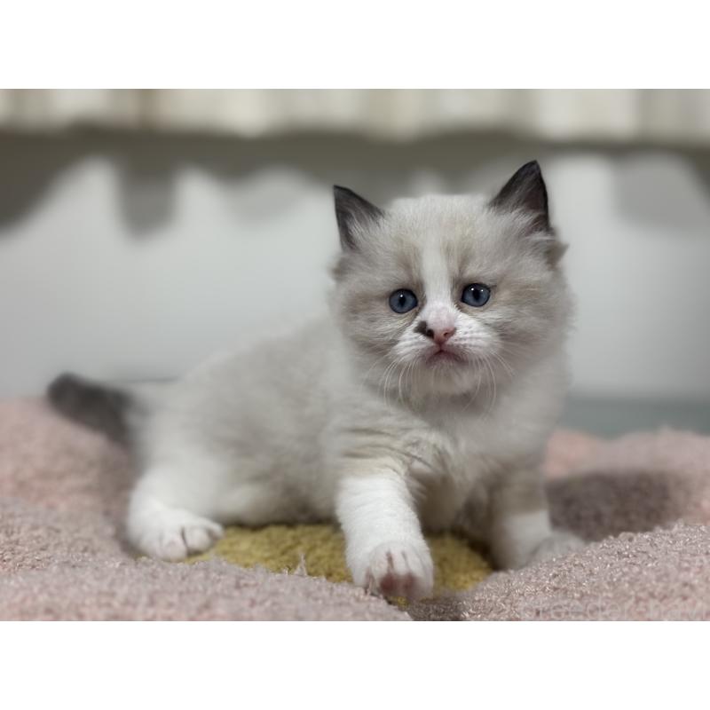 販売中の神奈川県のラグドール-136572の3枚目