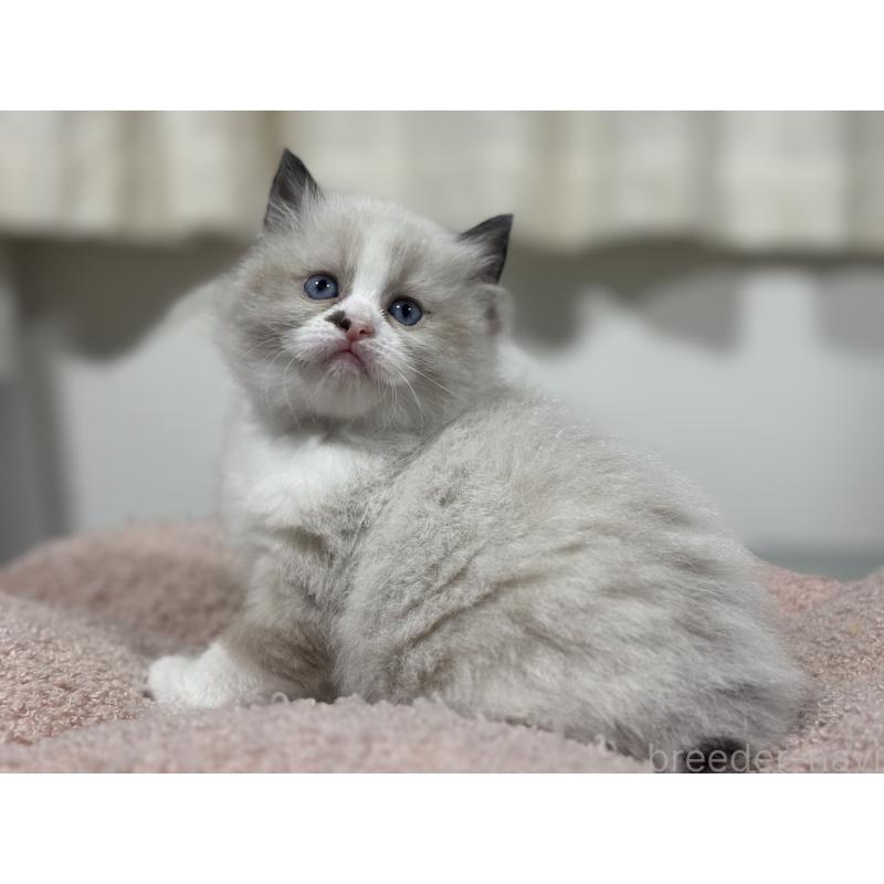 販売中の神奈川県のラグドール-136572の2枚目