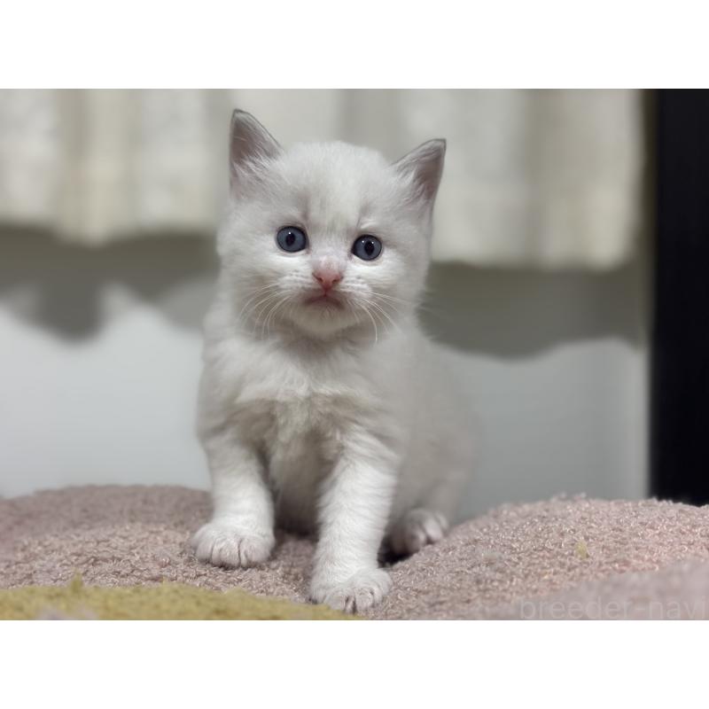 販売中の神奈川県のラグドール-136573の14枚目