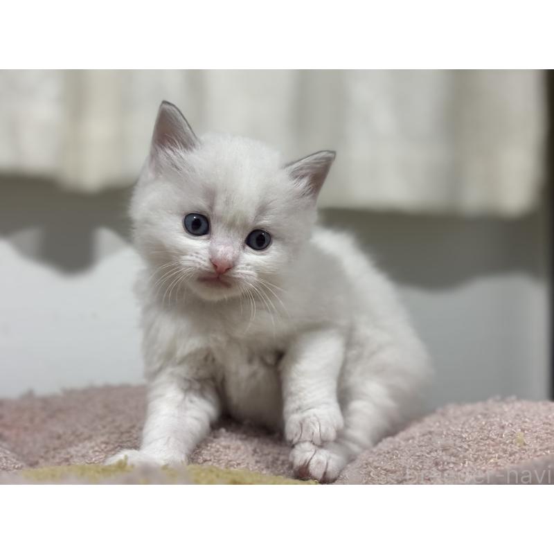 販売中の神奈川県のラグドール-136573の12枚目