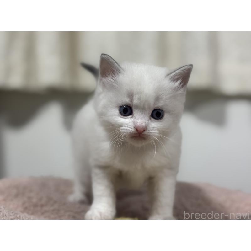 販売中の神奈川県のラグドール-136573の10枚目