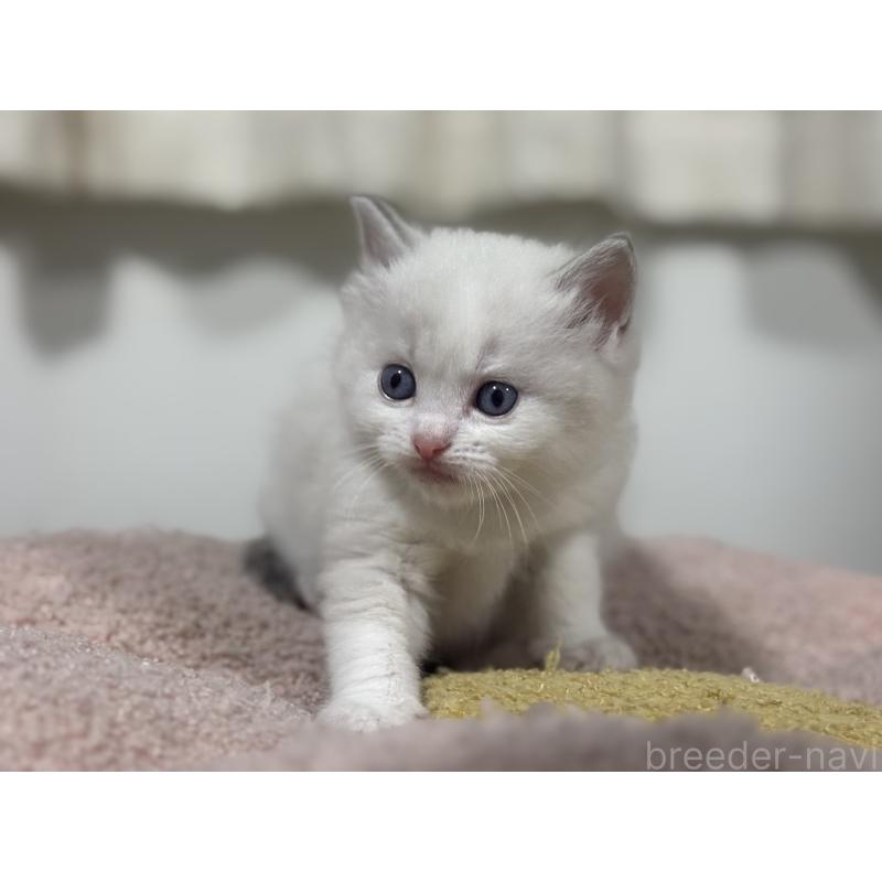 販売中の神奈川県のラグドール-136573の9枚目