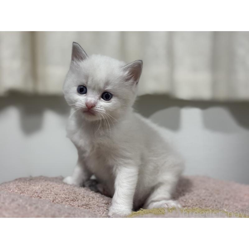 販売中の神奈川県のラグドール-136573の8枚目