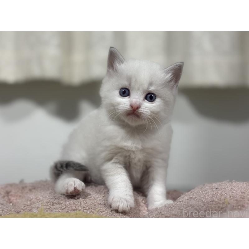 販売中の神奈川県のラグドール-136573の7枚目