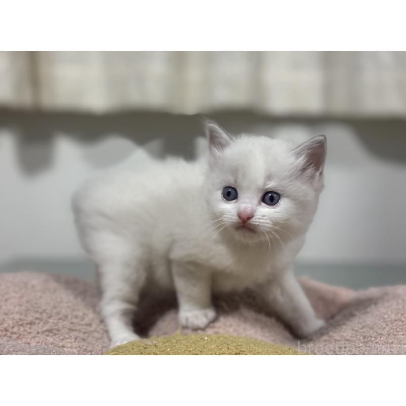 販売中の神奈川県のラグドール-136573の6枚目