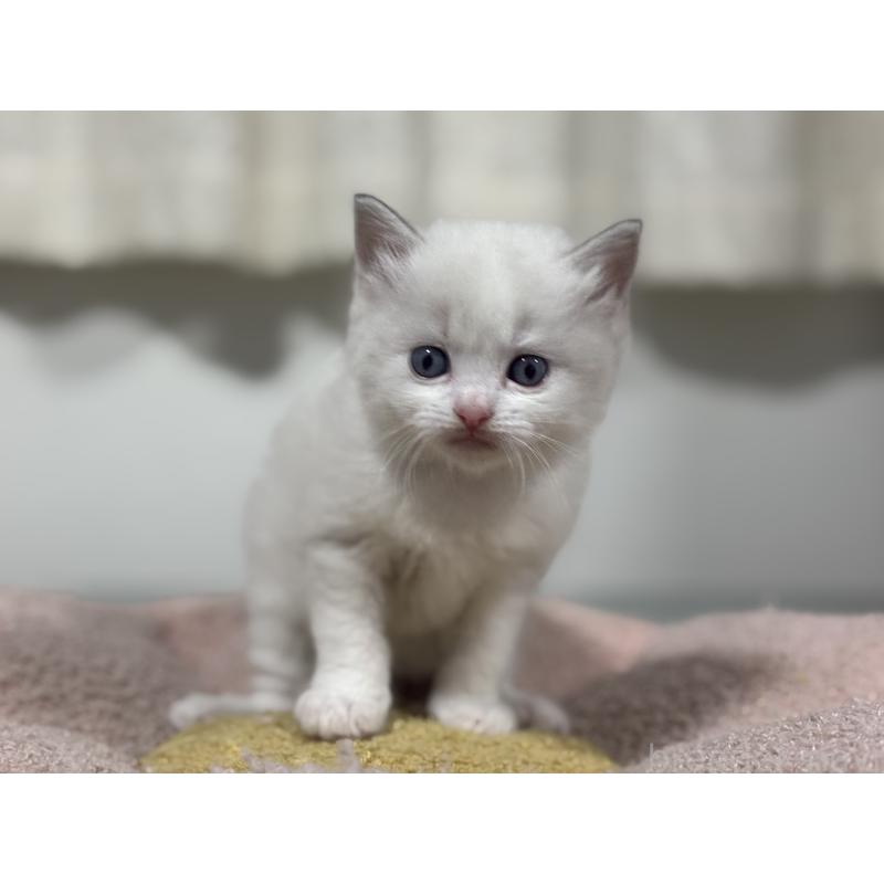 販売中の神奈川県のラグドール-136573の3枚目