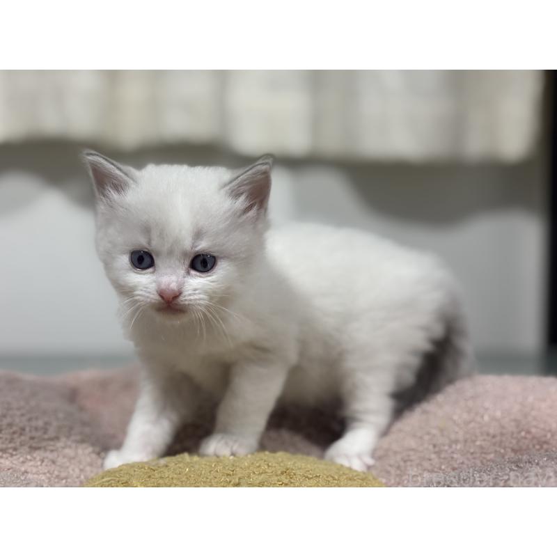 販売中の神奈川県のラグドール-136573の2枚目