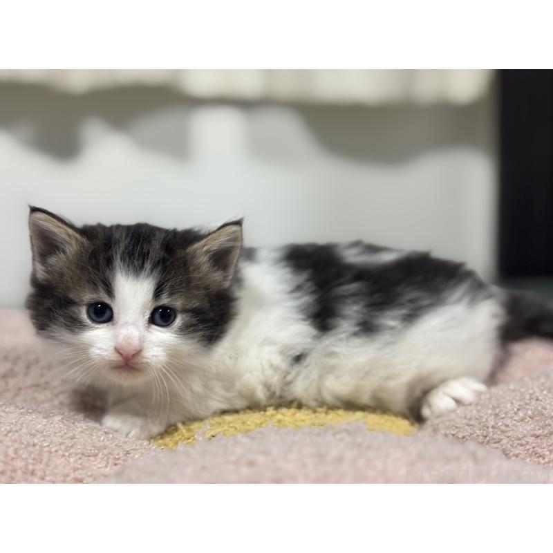 販売中の神奈川県のノルウェージャンフォレストキャット-136575の11枚目