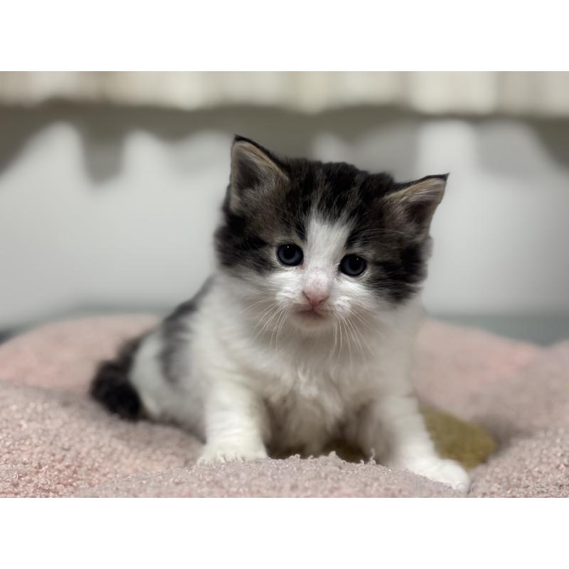 販売中の神奈川県のノルウェージャンフォレストキャット-136575の9枚目