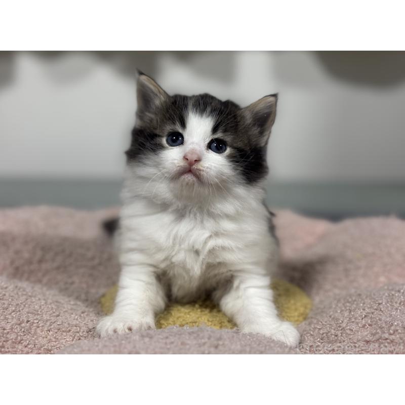 販売中の神奈川県のノルウェージャンフォレストキャット-136575の7枚目