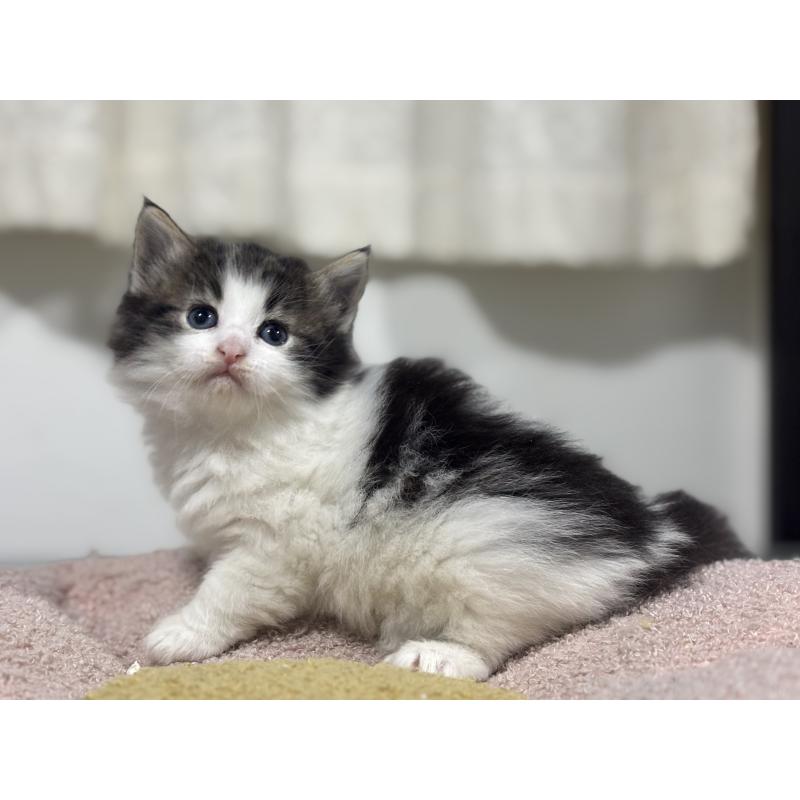 販売中の神奈川県のノルウェージャンフォレストキャット-136575の6枚目