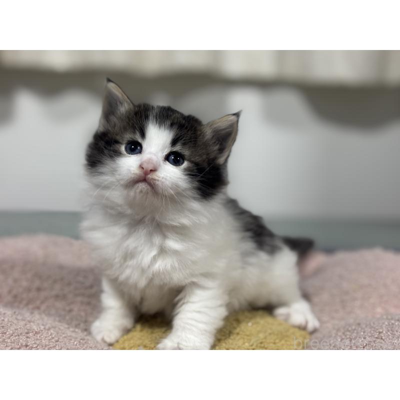 販売中の神奈川県のノルウェージャンフォレストキャット-136575の5枚目