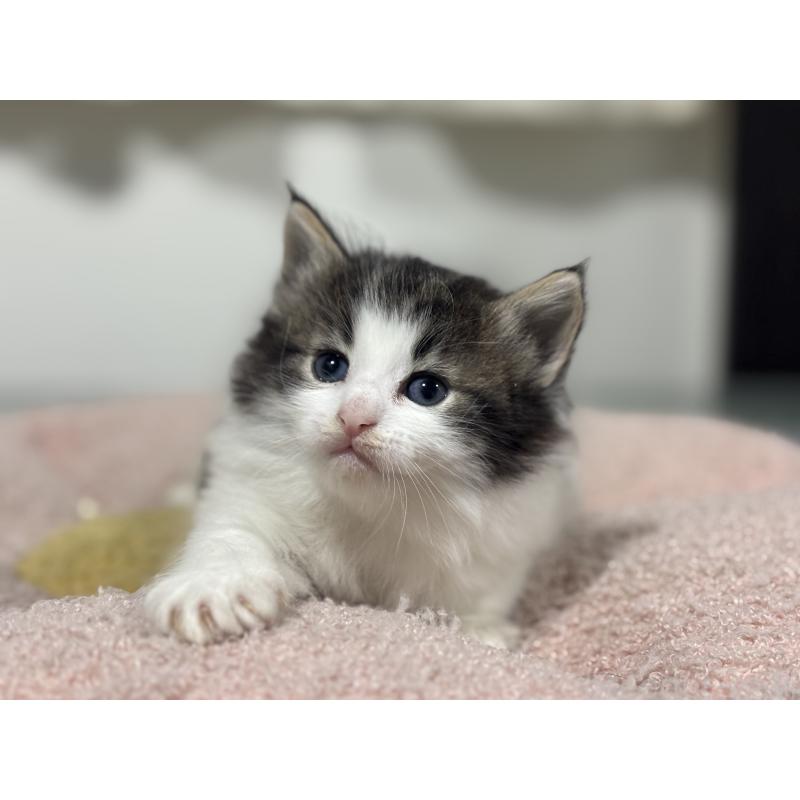 販売中の神奈川県のノルウェージャンフォレストキャット-136575の4枚目