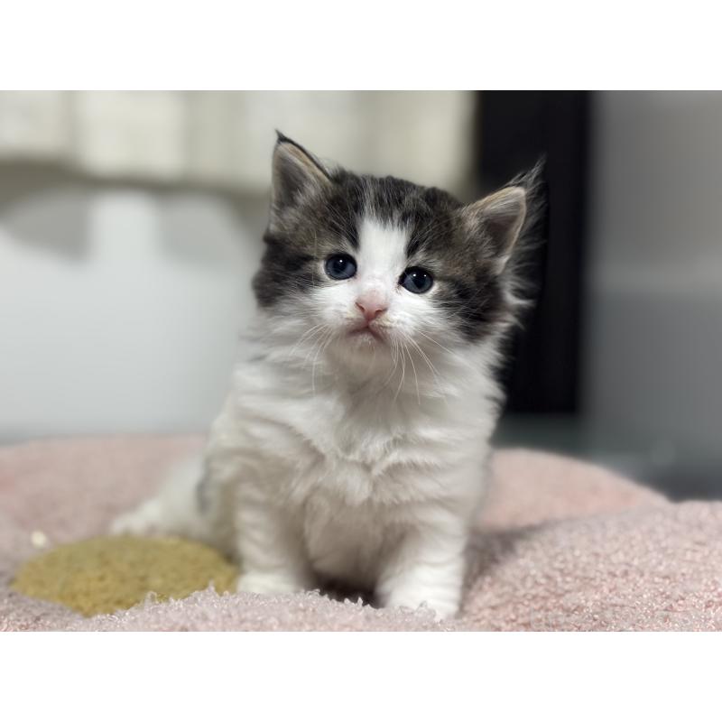 販売中の神奈川県のノルウェージャンフォレストキャット-136575の3枚目