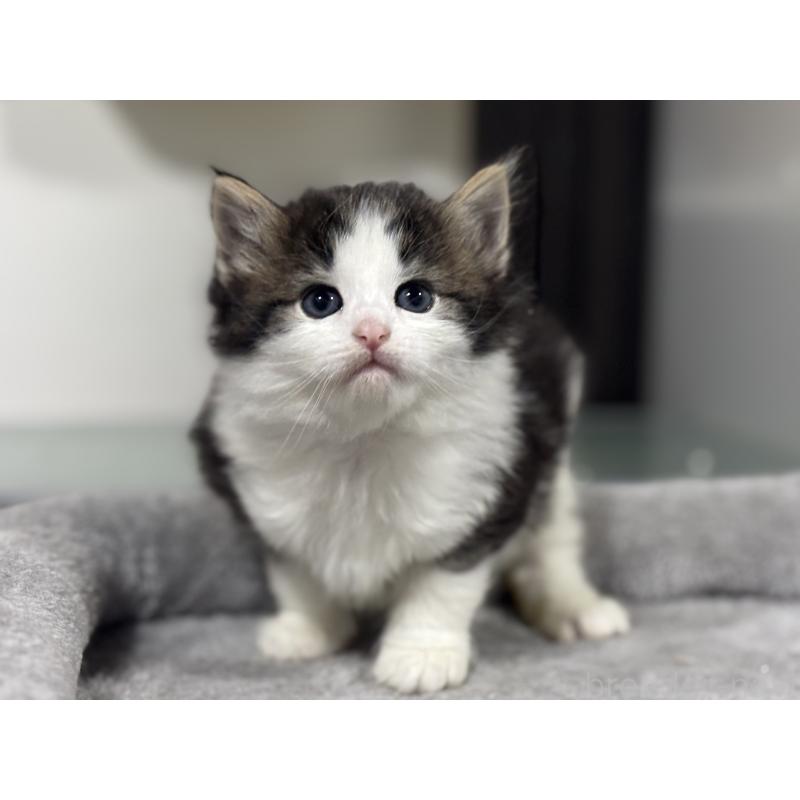 販売中の神奈川県のノルウェージャンフォレストキャット-136576の7枚目