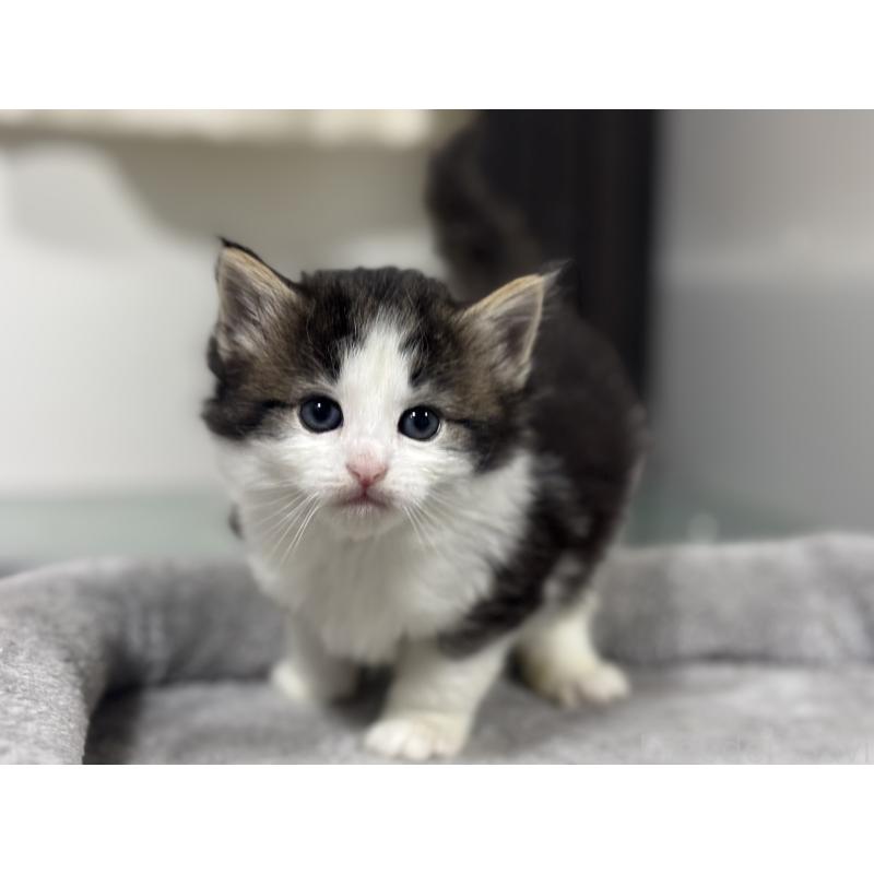 販売中の神奈川県のノルウェージャンフォレストキャット-136576の6枚目