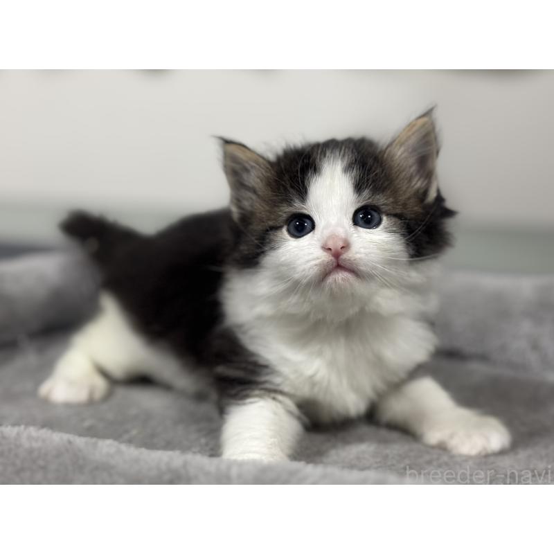 販売中の神奈川県のノルウェージャンフォレストキャット-136576の4枚目