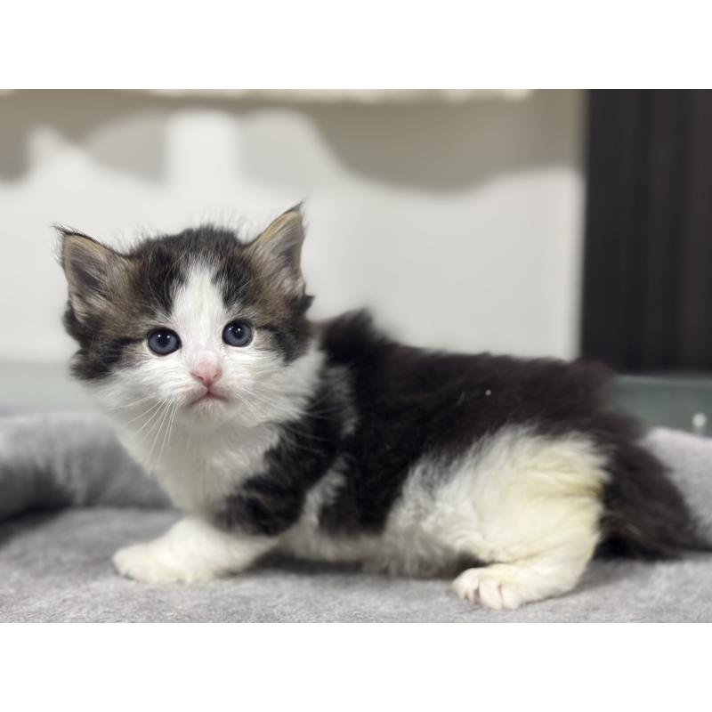 販売中の神奈川県のノルウェージャンフォレストキャット-136576の3枚目