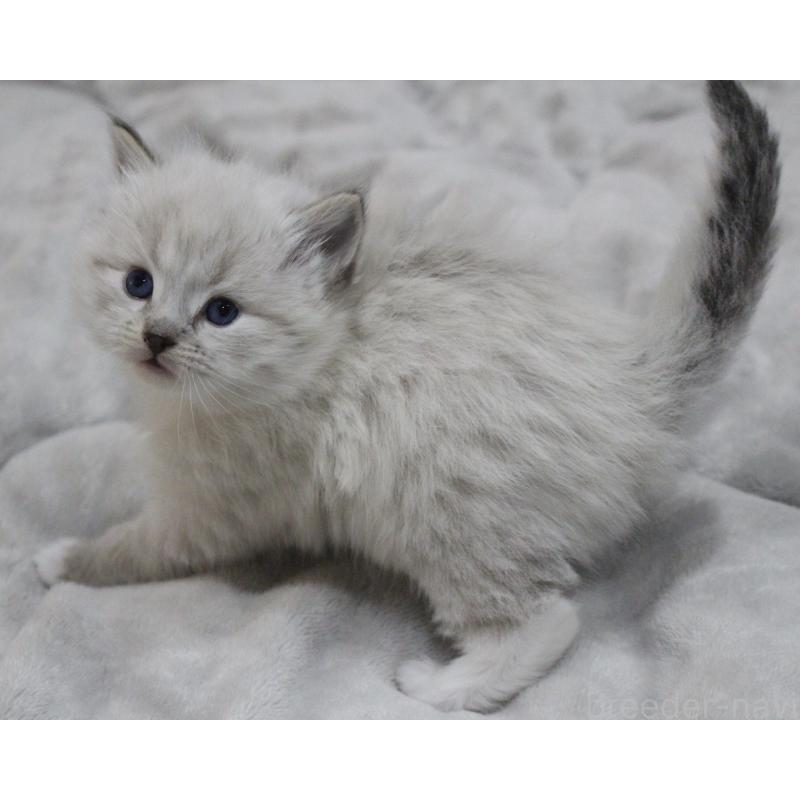 販売中の山梨県のラグドール-136577の3枚目