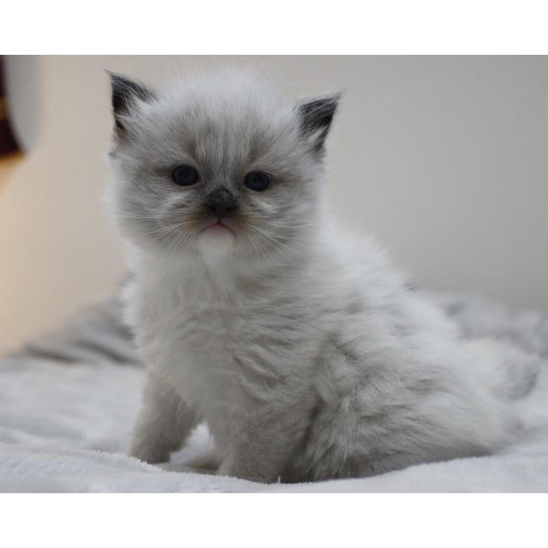 販売中の山梨県のラグドール-136578の8枚目