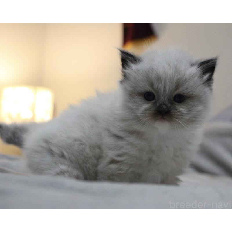 販売中の山梨県のラグドール-136578の7枚目