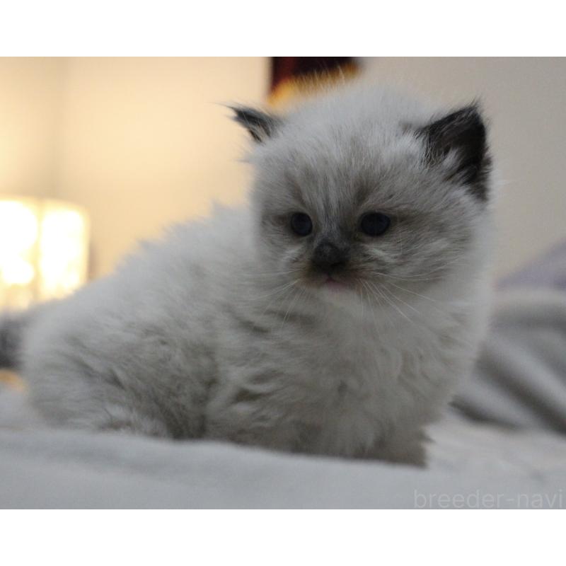 販売中の山梨県のラグドール-136578の6枚目