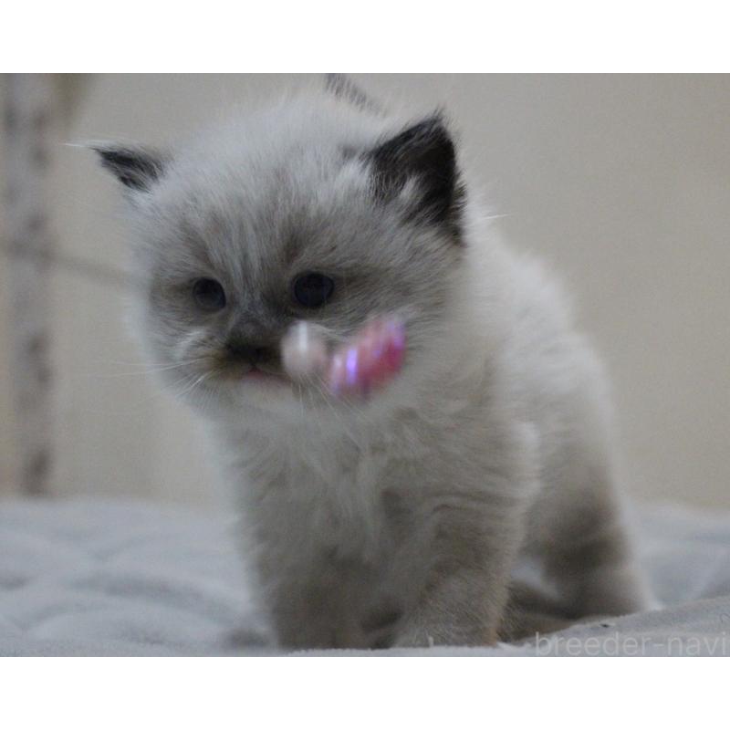 販売中の山梨県のラグドール-136578の5枚目