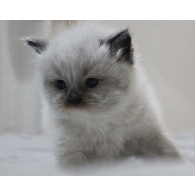 販売中の山梨県のラグドール-136578の4枚目