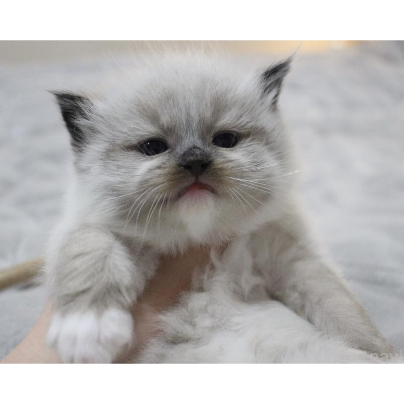 販売中の山梨県のラグドール-136578の3枚目